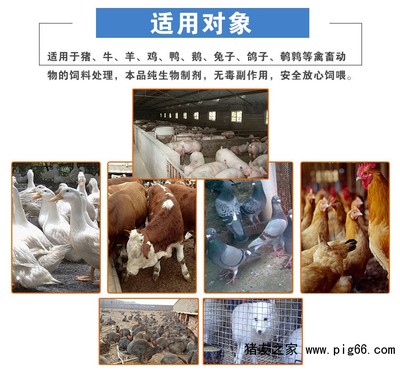 發(fā)酵飼料,變廢為寶降低養(yǎng)殖飼料成本